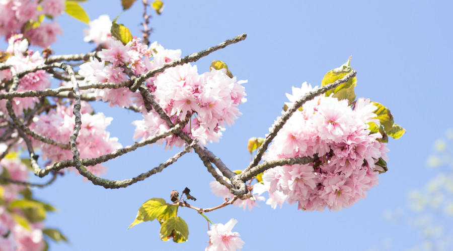 Jak zaoszczędzić przy zakładaniu podwórka? Jakie patenty warto zastosować przy organizacji ogrodu? Ciekawe rozwiązania do ogrodu i domu!
